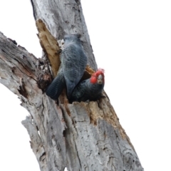 Callocephalon fimbriatum (Gang-gang Cockatoo) at GG93 - 13 Sep 2020 by LisaH