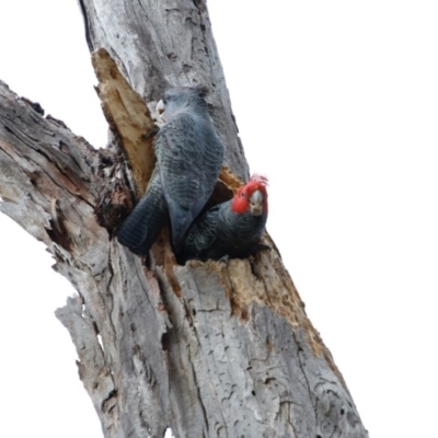 Callocephalon fimbriatum (Gang-gang Cockatoo) at Hughes Grassy Woodland - 13 Sep 2020 by LisaH