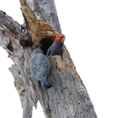 Callocephalon fimbriatum at Hughes, ACT - 13 Sep 2020