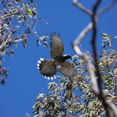 Coracina novaehollandiae (Black-faced Cuckooshrike) at Cook, ACT - 14 Sep 2020 by Tammy