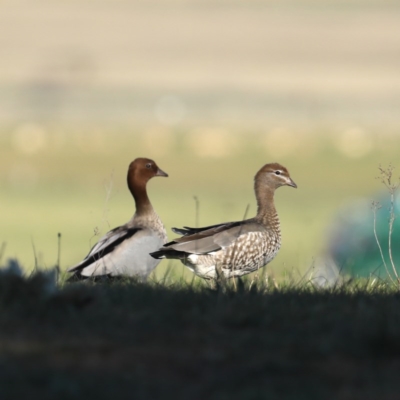 Chenonetta jubata (Australian Wood Duck) at Majura, ACT - 15 Sep 2020 by jb2602