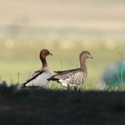 Chenonetta jubata (Australian Wood Duck) at Majura, ACT - 15 Sep 2020 by jbromilow50