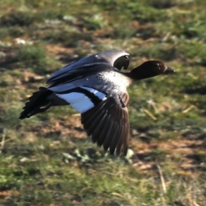 Chenonetta jubata at Majura, ACT - 15 Sep 2020 04:34 PM