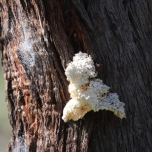 Laetiporus portentosus at Cook, ACT - 15 Sep 2020 12:17 PM