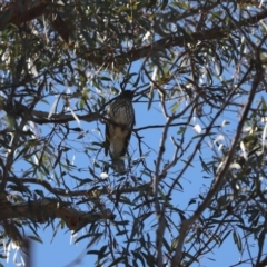 Oriolus sagittatus (Olive-backed Oriole) at Aranda Bushland - 15 Sep 2020 by Tammy