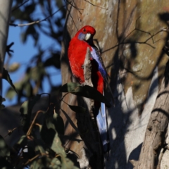 Platycercus elegans (Crimson Rosella) at Majura, ACT - 15 Sep 2020 by jb2602