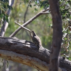 Phaps chalcoptera (Common Bronzewing) at Holt, ACT - 15 Sep 2020 by Tammy