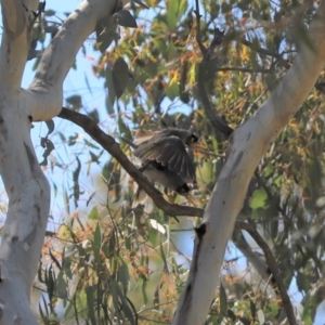 Manorina melanocephala at Holt, ACT - 15 Sep 2020 12:50 PM