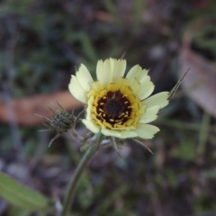 Tolpis barbata (Yellow Hawkweed) at Tennent, ACT - 17 May 2020 by MichaelBedingfield