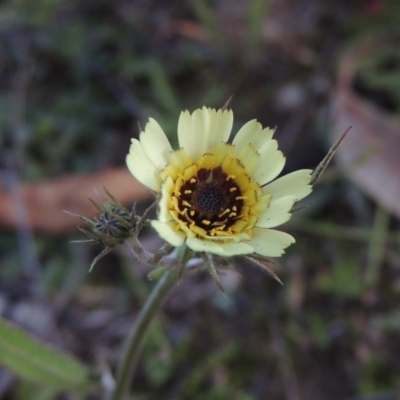 Tolpis barbata (Yellow Hawkweed) at Gigerline Nature Reserve - 17 May 2020 by michaelb