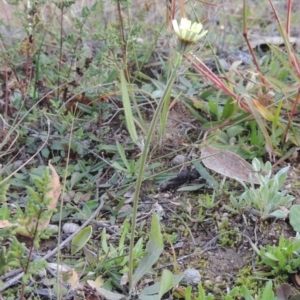 Tolpis barbata at Tennent, ACT - 17 May 2020