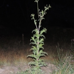 Sonchus asper (Prickly Sowthistle) at Gigerline Nature Reserve - 17 May 2020 by michaelb