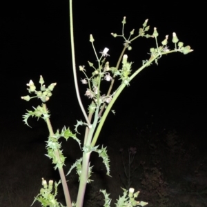 Sonchus asper at Tennent, ACT - 17 May 2020