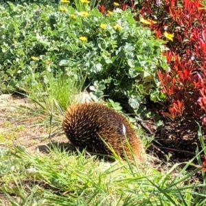 Tachyglossus aculeatus at Cook, ACT - 16 Sep 2020