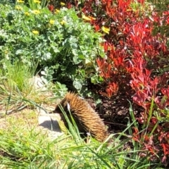 Tachyglossus aculeatus at Cook, ACT - 16 Sep 2020