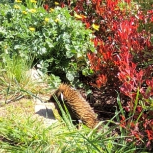 Tachyglossus aculeatus at Cook, ACT - 16 Sep 2020