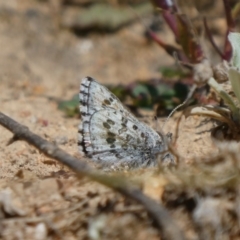 Lucia limbaria (Chequered Copper) at Theodore, ACT - 16 Sep 2020 by owenh