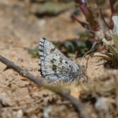 Lucia limbaria (Chequered Copper) at Tuggeranong Hill - 16 Sep 2020 by Owen