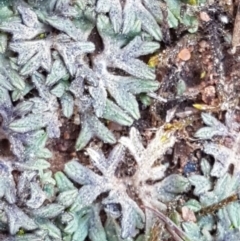 Riccia sp. (genus) (Liverwort) at Watson, ACT - 16 Sep 2020 by trevorpreston