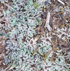 Riccia sp. at Watson, ACT - 16 Sep 2020
