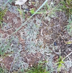 Riccia sp. at Watson, ACT - 16 Sep 2020