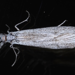 Leptoceridae sp. (family) at Ainslie, ACT - 15 Sep 2020