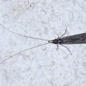 Leptoceridae sp. (family) at Ainslie, ACT - 15 Sep 2020