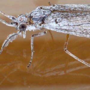 Leptoceridae sp. (family) at Ainslie, ACT - 15 Sep 2020