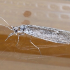 Leptoceridae sp. (family) at Ainslie, ACT - 15 Sep 2020