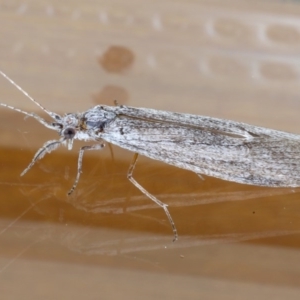 Leptoceridae sp. (family) at Ainslie, ACT - 15 Sep 2020