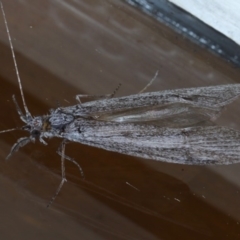 Leptoceridae sp. (family) at Ainslie, ACT - 15 Sep 2020