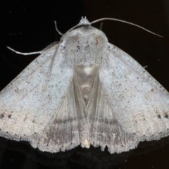 Pantydia sparsa (Noctuid Moth) at Ainslie, ACT - 15 Sep 2020 by jb2602