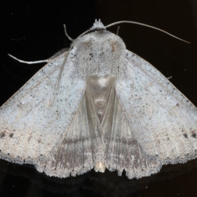 Pantydia sparsa (Noctuid Moth) at Ainslie, ACT - 15 Sep 2020 by jbromilow50