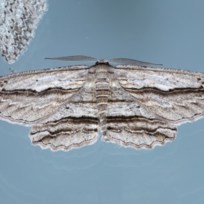 Euphronarcha luxaria (Striated Bark Moth) at Ainslie, ACT - 15 Sep 2020 by jb2602