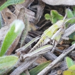 Perunga ochracea (Perunga grasshopper, Cross-dressing Grasshopper) at Budjan Galindji (Franklin Grassland) Reserve - 16 Sep 2020 by trevorpreston