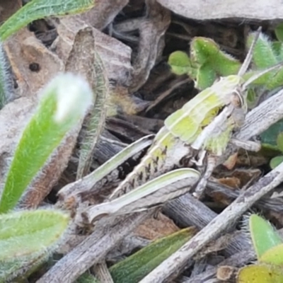 Perunga ochracea (Perunga grasshopper, Cross-dressing Grasshopper) at Budjan Galindji (Franklin Grassland) Reserve - 16 Sep 2020 by tpreston