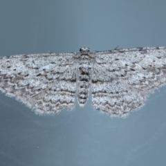 Phelotis cognata (Long-fringed Bark Moth) at Ainslie, ACT - 15 Sep 2020 by jbromilow50