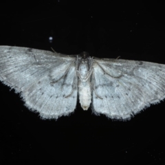 Phelotis cognata at Ainslie, ACT - 15 Sep 2020