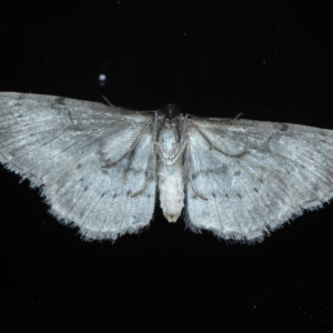 Phelotis cognata at Ainslie, ACT - 15 Sep 2020