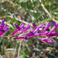 Vicia villosa subsp. eriocarpa (Russian Vetch) at Budjan Galindji (Franklin Grassland) Reserve - 16 Sep 2020 by trevorpreston