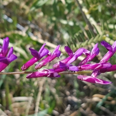 Vicia villosa subsp. eriocarpa (Russian Vetch) at Budjan Galindji (Franklin Grassland) Reserve - 16 Sep 2020 by trevorpreston
