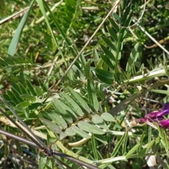 Vicia villosa subsp. eriocarpa at Harrison, ACT - 16 Sep 2020