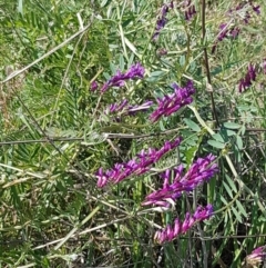 Vicia villosa subsp. eriocarpa at Harrison, ACT - 16 Sep 2020 11:46 AM