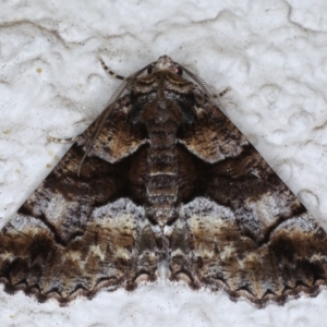 Gastrina cristaria at Ainslie, ACT - 15 Sep 2020 09:51 PM