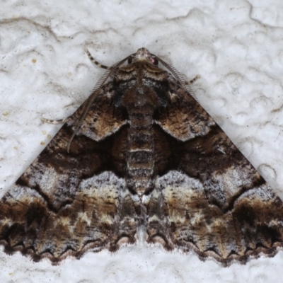 Gastrina cristaria (Wave-lined Geometrid) at Ainslie, ACT - 15 Sep 2020 by jb2602