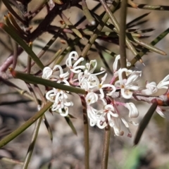 Hakea decurrens (Bushy Needlewood) at Gungaderra Grasslands - 16 Sep 2020 by tpreston