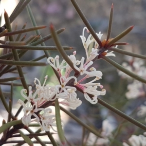 Hakea decurrens at Kaleen, ACT - 16 Sep 2020