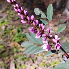 Indigofera australis subsp. australis (Australian Indigo) at Gungaderra Grasslands - 16 Sep 2020 by tpreston