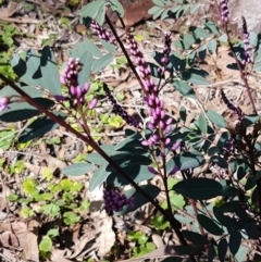 Indigofera australis subsp. australis at Kaleen, ACT - 16 Sep 2020