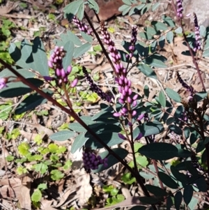 Indigofera australis subsp. australis at Kaleen, ACT - 16 Sep 2020